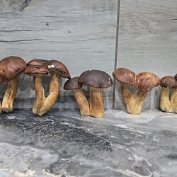 Konkurs "Pochwalcie się swoimi grzybowymi zbiorami"