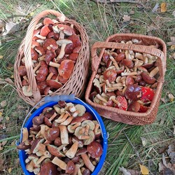 Konkurs "Pochwalcie się swoimi grzybowymi zbiorami"