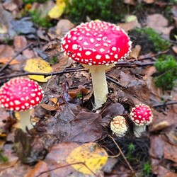 Konkurs "Pochwalcie się swoimi grzybowymi zbiorami"
