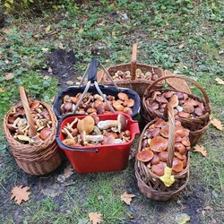 Konkurs "Pochwalcie się swoimi grzybowymi zbiorami"