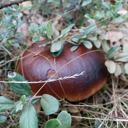 Konkurs "Pochwalcie się swoimi grzybowymi zbiorami"