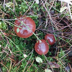 Konkurs "Pochwalcie się swoimi grzybowymi zbiorami"