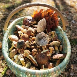 Konkurs "Pochwalcie się swoimi grzybowymi zbiorami"