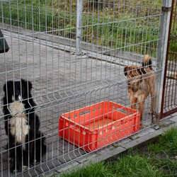 Kiermasz Świateczny TOZ Fauna