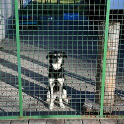 Kiermasz Świateczny TOZ Fauna