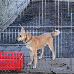 Kiermasz Świateczny TOZ Fauna