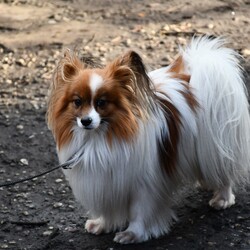 33. Finał WOŚP w Rudzie Śląskiej