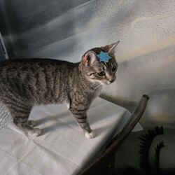 Światowy Dzień Kota