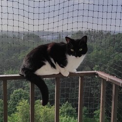 Światowy Dzień Kota