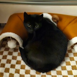 Światowy Dzień Kota