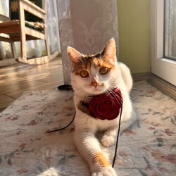 Światowy Dzień Kota