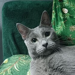 Światowy Dzień Kota