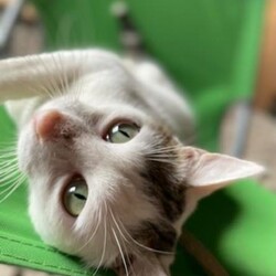 Światowy Dzień Kota