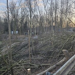 Wycinka drzew na Rudzie