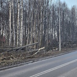 Wycinka drzew na Rudzie