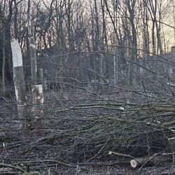 Wycinka drzew na Rudzie