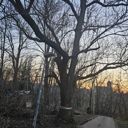 Wycinka drzew na Rudzie