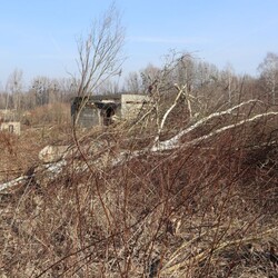 Wycinka drzew na Rudzie