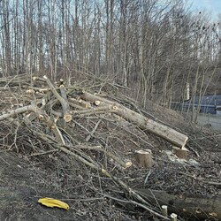 Wycinka drzew na Rudzie
