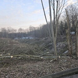 Wycinka drzew na Rudzie