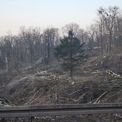 Wycinka drzew na Rudzie