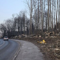 Wycinka drzew na Rudzie