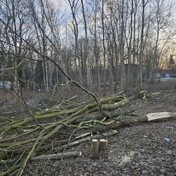 Wycinka drzew na Rudzie