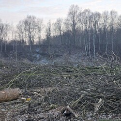 Wycinka drzew na Rudzie