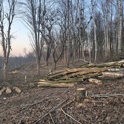 Wycinka drzew na Rudzie