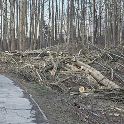 Wycinka drzew na Rudzie