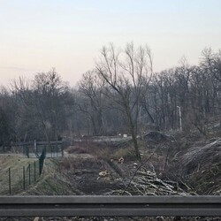 Wycinka drzew na Rudzie