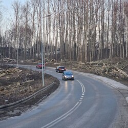 Wycinka drzew na Rudzie