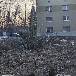 Wycinka drzew na Rudzie