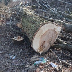 Wycinka drzew na Rudzie