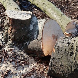 Wycinka drzew na Rudzie