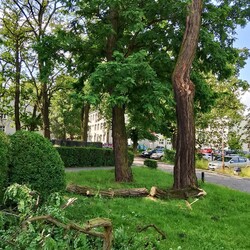 Skutki burzy w Rudzie Śląskiej