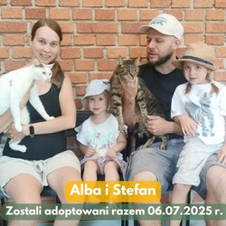 Fauna adopcje kotów