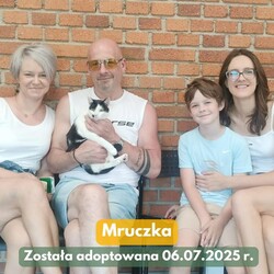 Fauna adopcje kotów