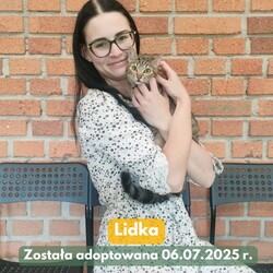 Fauna adopcje kotów