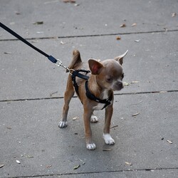 XXIV Festiwal Orkiestr Dętych w Rudzie Śląskiej