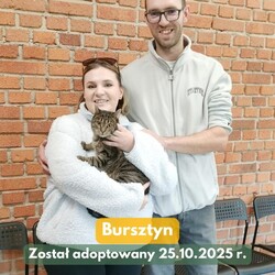 Adopcje w TOZ Fauna