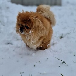 Ruda Śląska w śnieżnej odsłonie