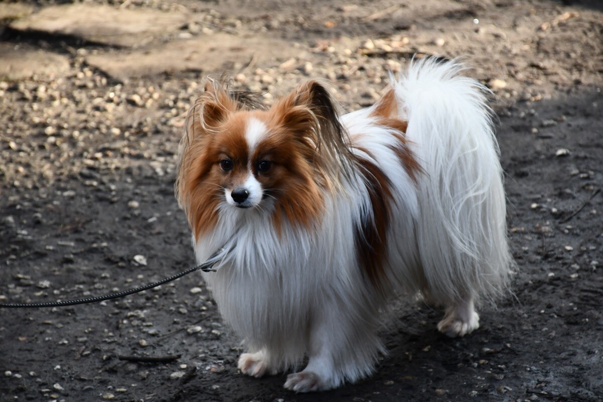33. Finał WOŚP w Rudzie Śląskiej.