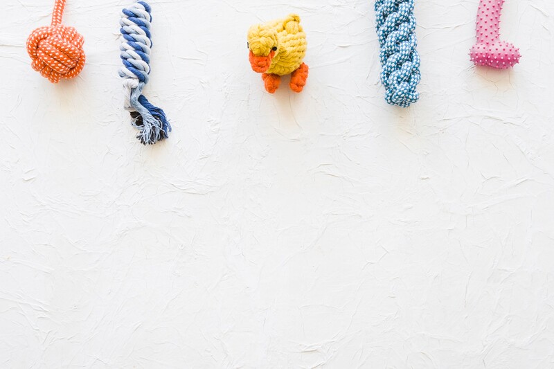 5 najlepszych sklepów zoologicznych, które sprawią, że Twój zwierzak będzie szczęśliwy!