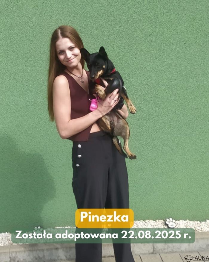 Czworonogi w nowych domach – sprawdź adopcyjne podsumowanie tygodnia!/fot. TOZ Fauna