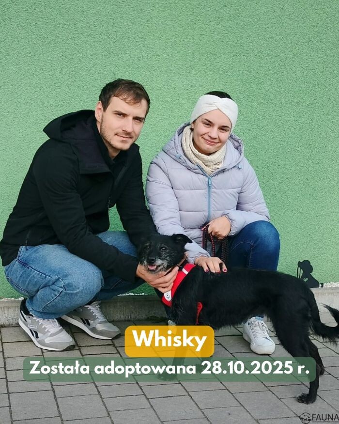 Adopcje w TOZ „Fauna” – trwają pilne poszukiwania nowego domu tymczasowego dla Dastiego/fot. TOZ Fauna