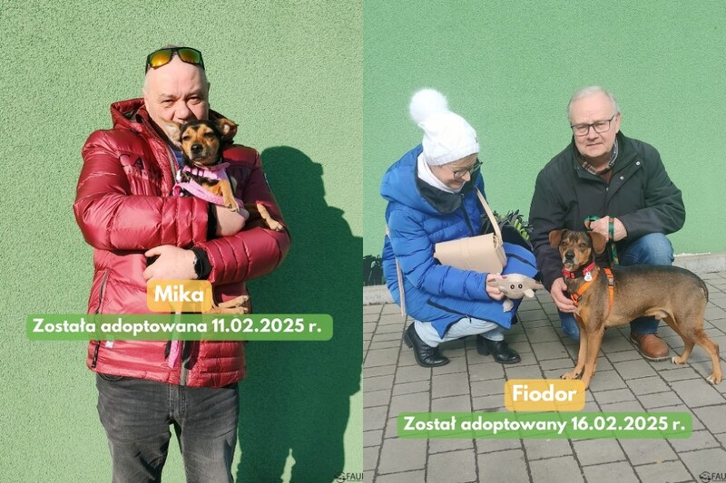 Adopcyjne podsumowanie tygodnia w „Faunie”. Kolejne zwierzaki znalazły domy!