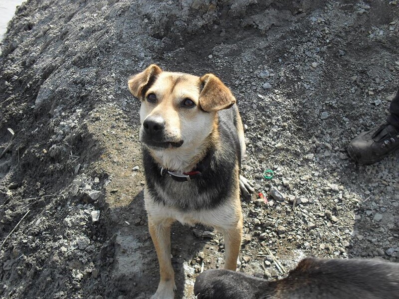 Apisek - Adoptowany!