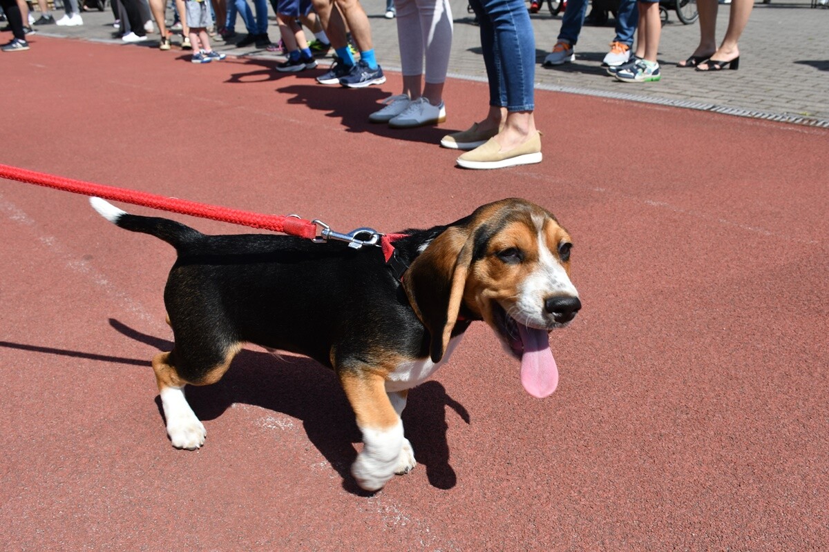 Bieg Wiewiórki - maj 2024 roku. / fot. Jacek Knapik