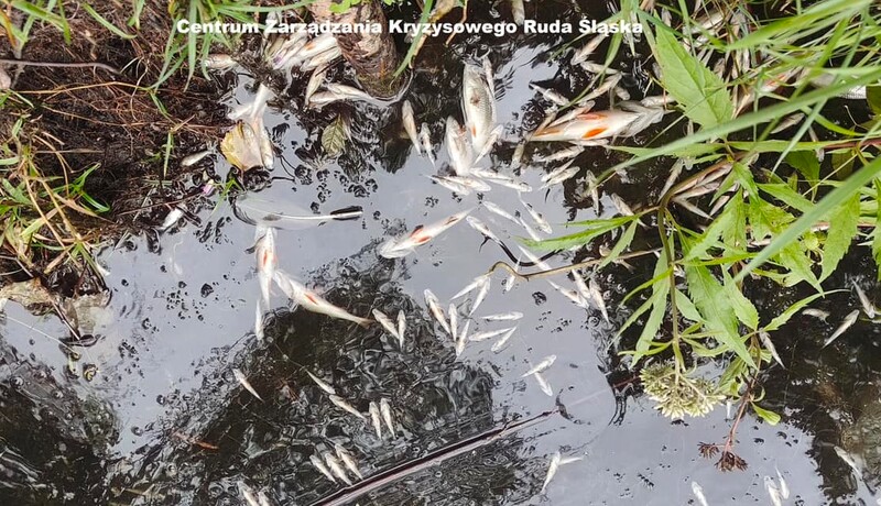 Chebzie: Śnięte ryby w zbiorniku stawu "Smrodlok"